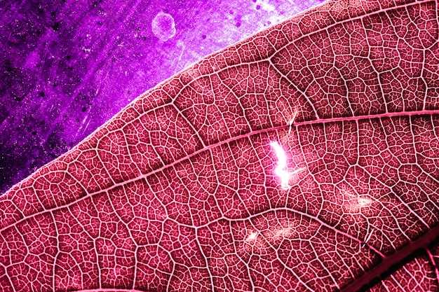 Уникальная структура клеток щитовидной железы и их функции